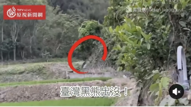 忠犬悲歌｜又有一隻飼養犬被吃掉，布農族獵人目擊臺灣黑熊現蹤中正部落水田附近，距離住家才50公尺！