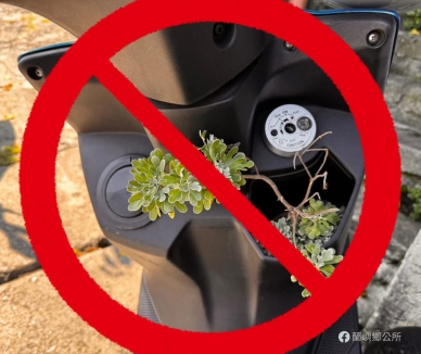 遊客盜採海芙蓉｜蘭嶼鄉公所：抓到裁處20萬元以上100萬元以下罰金！