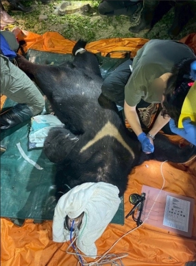 黑熊輓歌｜遭開槍擊斃，暗夜再度攻擊卓溪家犬，與森林護管員窄路相逢，情急開槍傷重送醫不治！