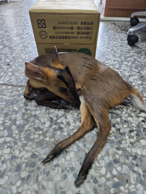 奄奄一息｜山羌誤闖道路遭撞擊受傷，多良警即刻救援！