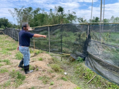 慣竊偷芭樂｜新城警查獲法辦