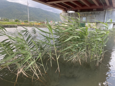 生態攻防戰｜玉里客城紅橋親水池放養100多條外來種錦鯉和紅尼羅魚，鎮民謝家豪：溢出到溪流恐對生態產生衝擊，網友：官員生物都沒學好！