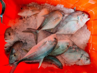 母親節料理首選｜活捉的浪人鰺，成功漁港捕獲！