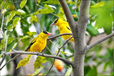 高雄珍稀保育類黃鸝133隻全國最多