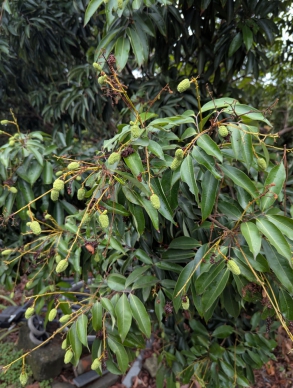 荔枝細蛾危害，中區農改場呼籲施藥。（照片農改場提供）