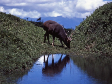 水鹿疑遭槍殺｜命案現場奇萊稜線山，兩隻鹿茸斷裂處整齊，不排除兇手為取得鹿茸而獵殺水鹿！