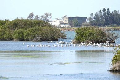 「水位巧調、生物共好」〜農業部林業保育署南投分署營造雲林成龍濕地友善水鳥棲地