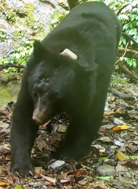 黑熊之死｜病理解剖報告出爐，人熊窄路相逢，相距僅7公尺，卓溪森林護管員情急開槍，ㄧ槍斃命！