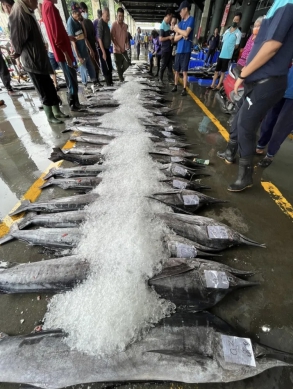 《東台灣美食篇》芭蕉旗魚｜每年4至7月肉脂最豐腴，無論是什麼部位都是餐桌最佳選擇！