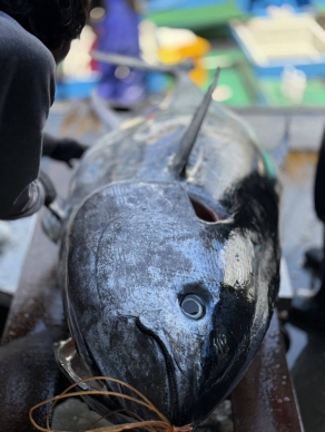 鎮長謝淑貞端午前親赴魚市競標｜成功標得186公斤「盛泰豐」黑鮪魚 ，力挺在地漁業！