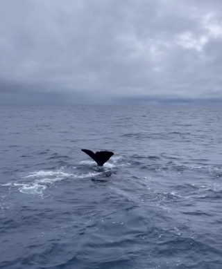 鯨世界｜花蓮海域已發現有超過10隻以上的抹香鯨群體悠游
