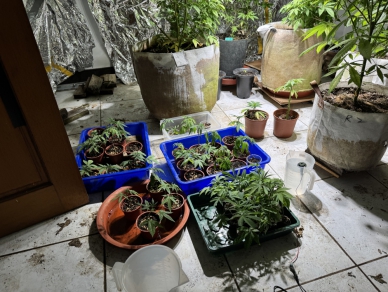 嘉義檢警查獲大麻種植場  李、翁二男夾藏行李私運大麻種子  大麻植株101株遭扣 嫌犯遭起訴