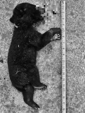 來不及長大｜只出生1-2個月，南橫霧鹿路段，臺灣黑熊小小幼熊疑墜崖死亡，母熊徘徊50公尺高山壁，哀哀戚戚！