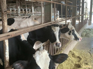 高雄啟動牛隻疫苗補助防範感染牛流行熱