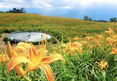 雨水充沛｜金針花海提前綻放，花蓮縣六十石山、赤科山及臺東縣太麻里金針花海陸續進入花季，一望無際、萬花齊綻。