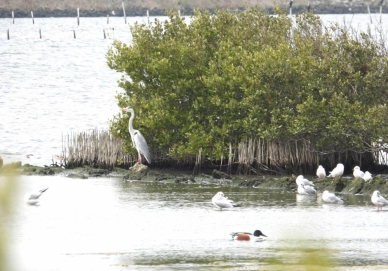 串聯綠網、助力候鳥 最高可領5萬!雲林縣陸上魚塭生態服務受理申請給付「生態薪水」開跑〜