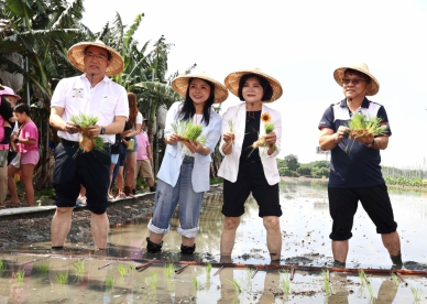 雲林西螺農會親子水稻插秧體驗 食農教育親近土地 感受粒粒皆辛苦！