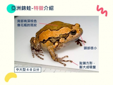 亞洲錦蛙入侵南投 縣府結合社區展開「除蛙行動」