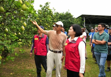 雲林「斗六文旦」再過10天採收 縣長張麗善關心防颱 祈挺過颱風考驗！