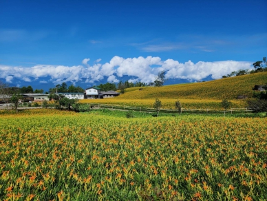 赤科山金針花海｜楊柳帶來豐沛雨量滋潤，花兒未見損害，反而益顯嬌豔！