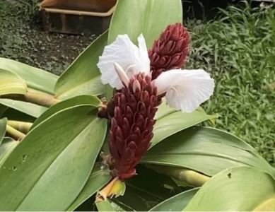 閉鞘姜花｜每年7至9月開花，一次花開兩朵、同開同枯，又稱為「白頭到老」花。吉安櫻田野養生休閒農莊招牌花，七夕情人節山盟海誓最佳見證。