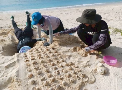 台灣6處棲地迎接海龜產卵今年母龜數創新高