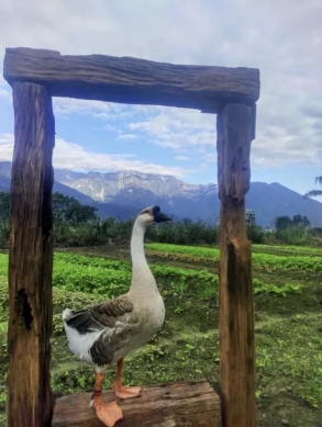 旅遊花蓮｜選購伴手禮首選，9/8-9/14日，在吉安鄉櫻田野養生休閒農莊，購買養生小舖產品，均享85折優惠。