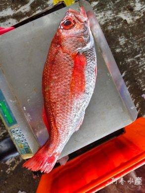 紅喉｜每年8至12月是繁殖季節，這段期間油脂豐厚、肉質鮮甜。