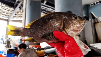 海雞母｜高檔的海魚，肉質細緻鮮美，媲美龍蝦肉，一般在高檔的日本料理店才會有的美味！