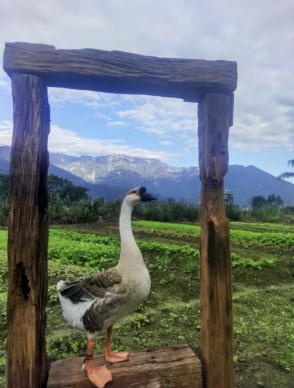 秋高氣爽|旅遊花蓮趁現在,赤科山、六十石山金針花海,近五年來最佳觀賞時機湧現,食宿安排在吉安鄉櫻田野養生休閒農莊,宜鄉宜市是最佳的選擇。