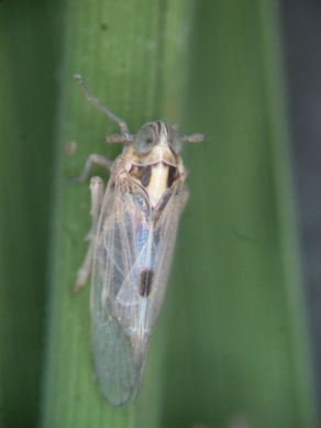 中部水稻發現「飛蝨類」和「瘤野螟害蟲」。（照片農改場提供）