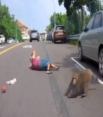 中元普度阿嬤提水果要到廟宇拜拜遭獼猴狠推倒搶劫頭部重摔