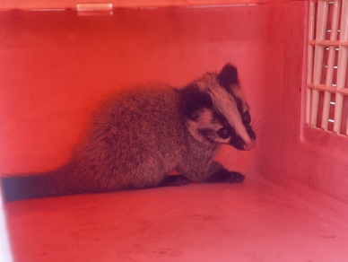 疑遭路殺｜白鼻心母子過馬路，媽媽慘亡、小寶寶逗留現場，花蓮展開護幼搶救行動。