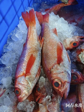 秋來魚肥寒霜降｜當季當紅魚種，成功漁港捕獲的紅喉，一天比一天肥，每一隻大致上都是600公克以上的大紅喉。