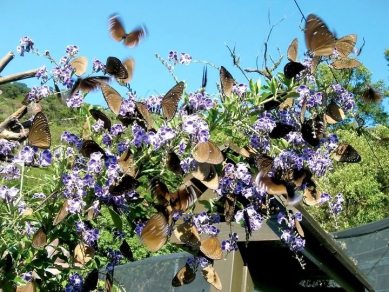 冬天探索紫斑蝶開始報名