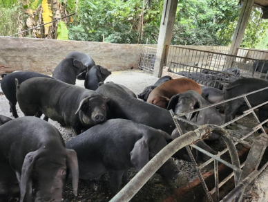 屏東縣再查獲養豬場餵飼廚餘  裁罰80萬+封鎖場內豬隻