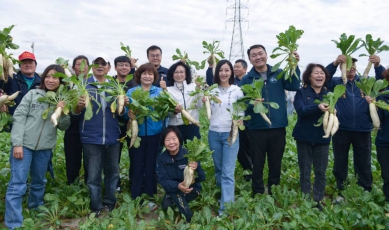 通霄「拔蘿蔔暨藺草編織體驗 市民樂開懷