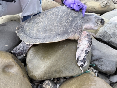 欖蠵龜遭網纏繞受傷｜臺東海巡協助脫困