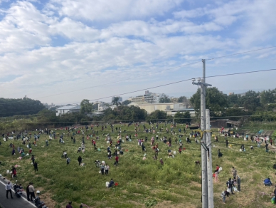 草屯朝清宮草屯媽開放廟前採蘿蔔　與信眾同樂迎新年　祈求好彩頭