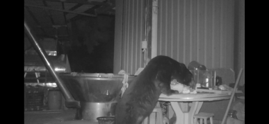 疑似同一隻黑熊連闖阿里山工寮  一個月達九起 林保署嘉義分署發防熊物資  頒獎勵金鼓勵部落通報