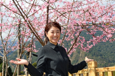 最美茶鄉櫻花季登場！信義草坪頭4,000棵櫻花迎賓 縣長許淑華邀您春節來南投賞花、泡湯、看燈會