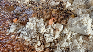 屏東長治違規廚餘養豬  1139頭豬緊急移動管制+開罰百萬