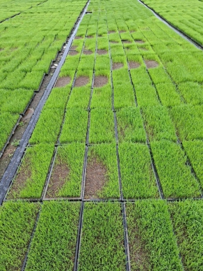 游淑貞啟動秧苗低溫寒害現金救助申請｜3月2日前請至吉安鄉農業課辦理