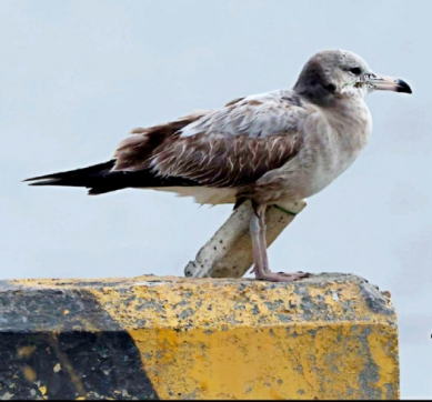黑尾鷗身纏保麗龍帶給海鳥潛在危機