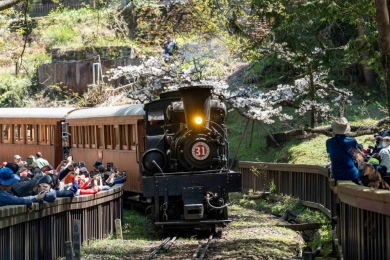 攝影達人黃源明領路  全程搭百年國寶級31號蒸汽火車與臺灣檜木車廂  林鐵綻放舞櫻遊程即將開放網路訂票