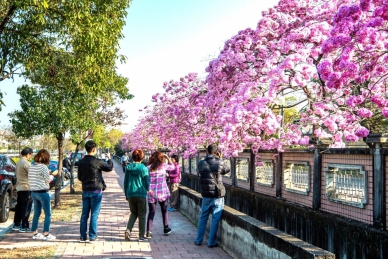 嘉義市洋紅風鈴木盛開迎新春 黃花風鈴木3月接力綻放！
