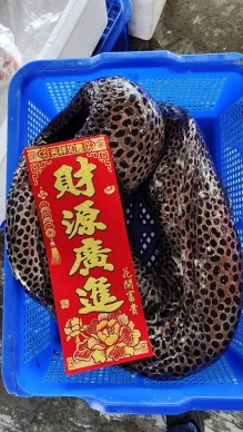 年初五開工日｜成功漁港捕獲象徵財源滾滾的野生大錢鰻、大藍瓜，喜慶大豐收！