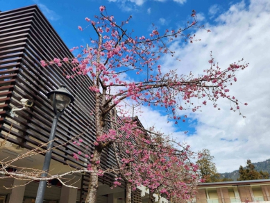 2026阿里山花季3/10浪漫開跑 31種櫻花及各類花卉將陸續綻放  山櫻花及阿龜櫻率先染紅山頭