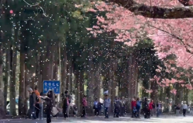 生態藝文饗宴 雪霸武陵觀賞櫻吹雪 「國寶魚」臺灣櫻花鉤吻鮭