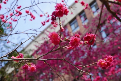 大葉校園櫻花盛開。(照片大葉提供)